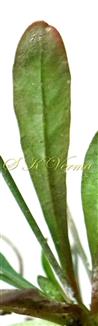 Leaf-Abaxial view